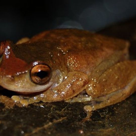 Little Mulgrave National Park