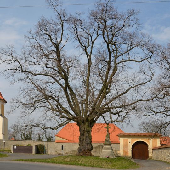 Green Linden in Smolenice