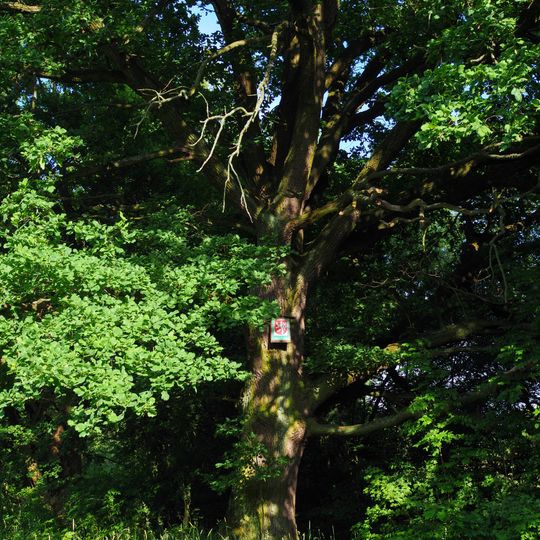 Dub u slepého ramene v Malšovicích