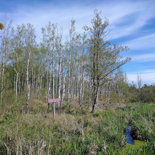 Rezerwat przyrody Bagna Izbickie