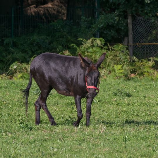 NSG Eselsbett und Schwarzes Bruch