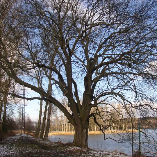 Jasan u Turyňského rybníka