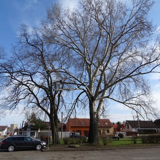 Topol bílý u Vojtěšské a Byškovické ulice