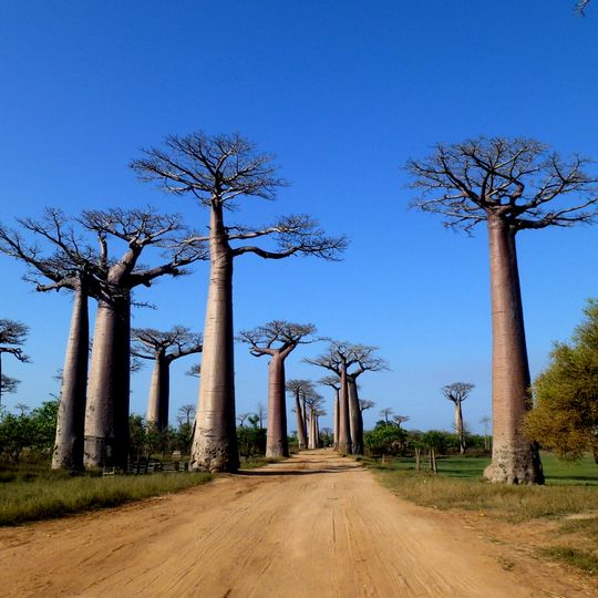 Avenue of the Baobabs