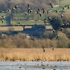 Leighton Moss RSPB reserve