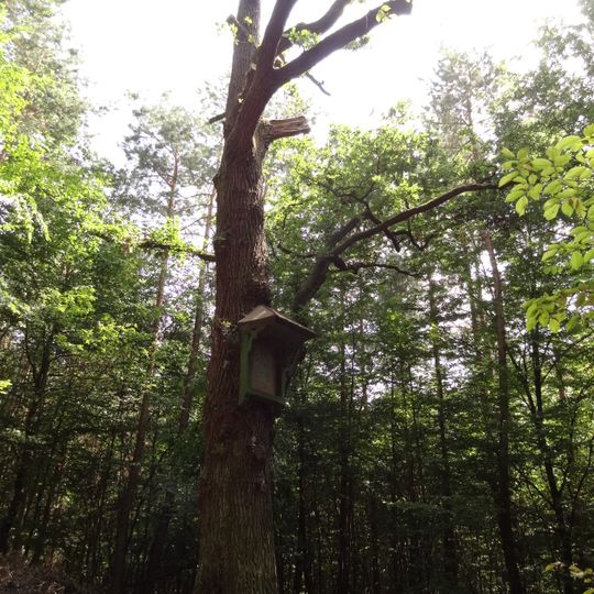 Svatý obrázek na Mariánském dubu