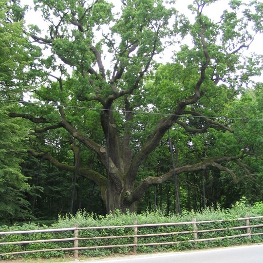 Bartek (arbre)