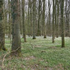Talwald Hahnenkoppel