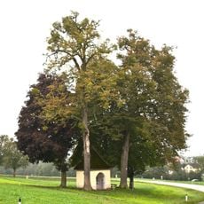 Baumgruppe neben der Kapelle in St. Peter