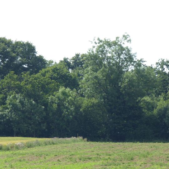 Bangrove Wood, Ixworth