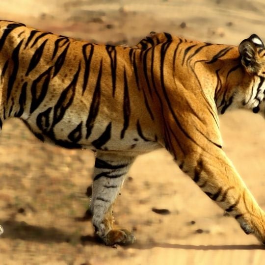 Bandhavgarh National Park