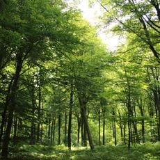 Makegemse bossen