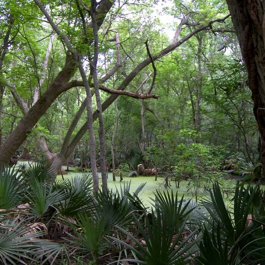 Palmetto State Park