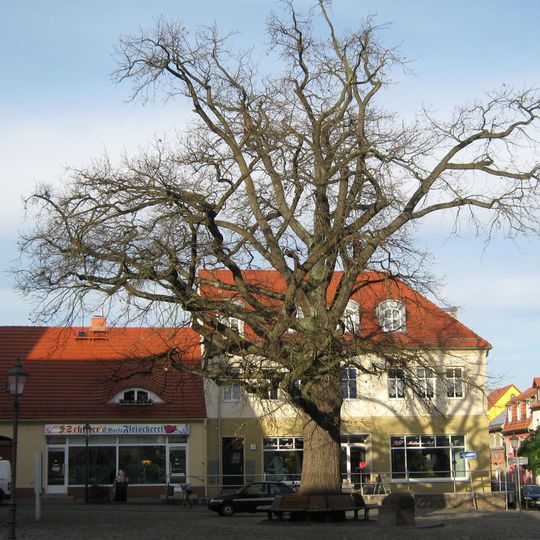 Naturdenkmal Friedenseiche Markt in Zehdenick