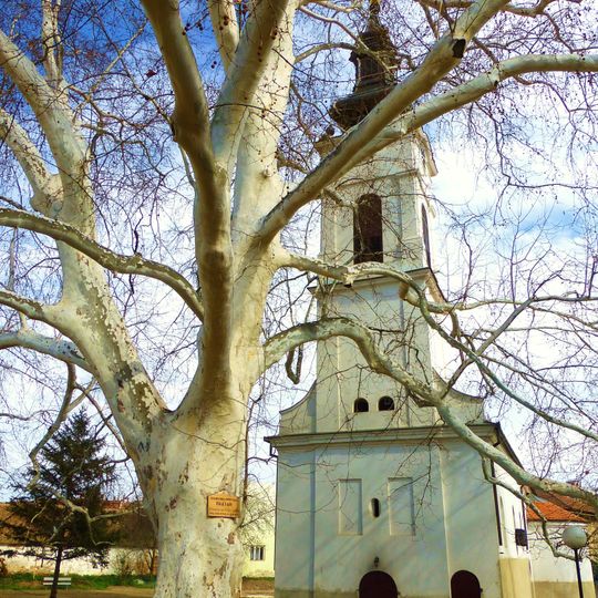 Платан у Сремским Карловцима