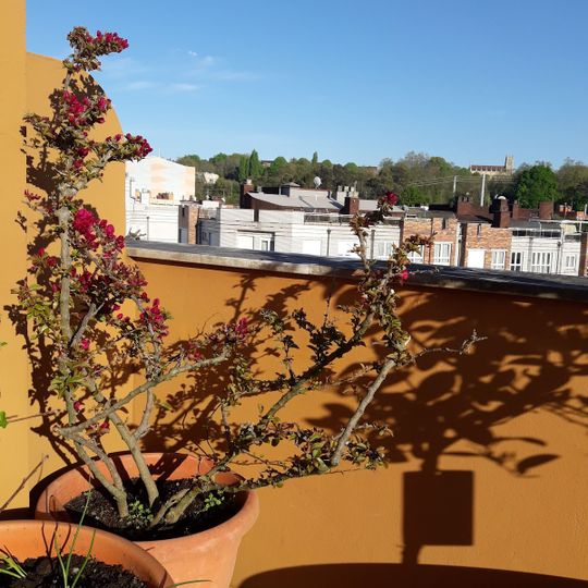 Les Acacias