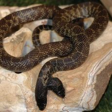 Alligator Alley Adventures