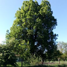 Lípa u Hlinické hájovny